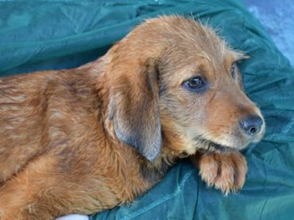 Ramen möchte Ihre Familie bereichern