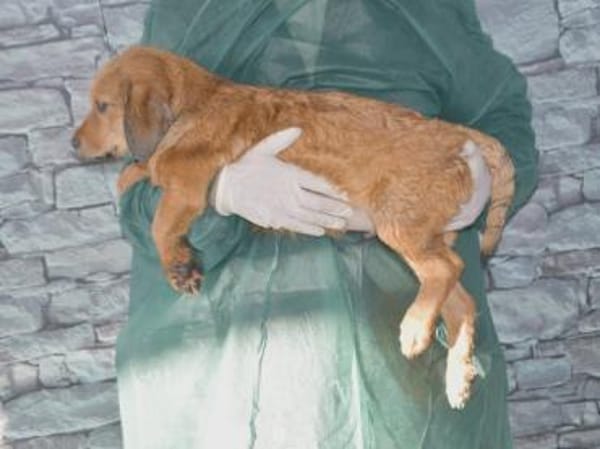 Ramen möchte Ihre Familie bereichern