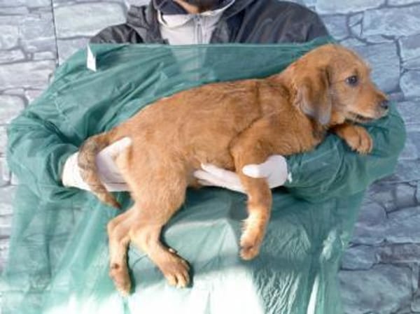 Ramen möchte Ihre Familie bereichern