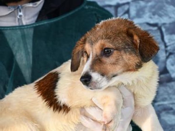 Adoptanten für Rafano gesucht