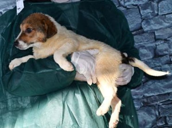 Adoptanten für Rafano gesucht