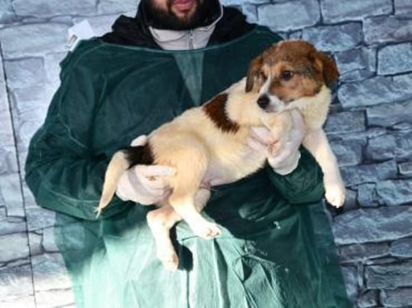 Adoptanten für Rafano gesucht