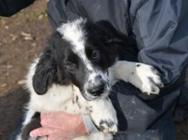 Liebenswerter Lenny sucht Familie