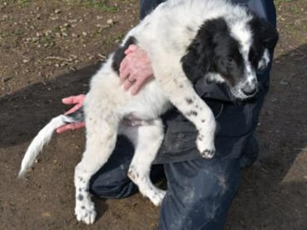 Liebenswerter Lenny sucht Familie