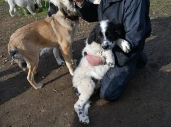 Liebenswerter Lenny sucht Familie