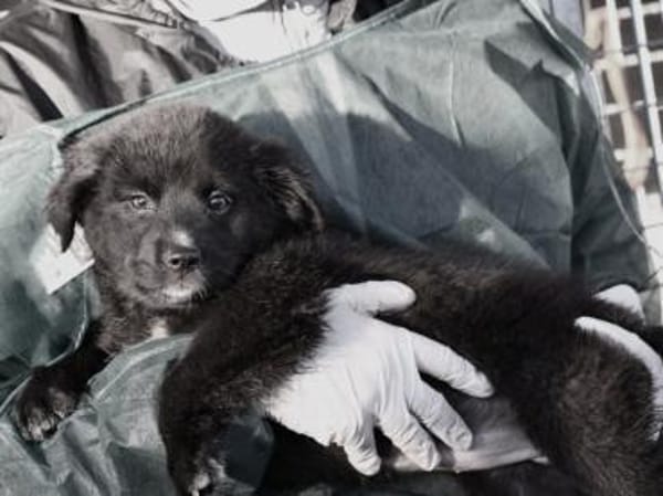 Phoenix möchte ihre Familie bereichern