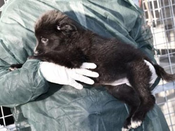 Phoenix möchte ihre Familie bereichern