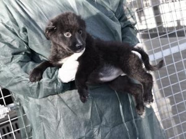 Phoenix möchte ihre Familie bereichern