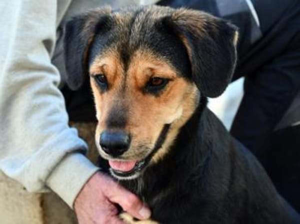 Darf Atena zu Ihrer Familie gehören?