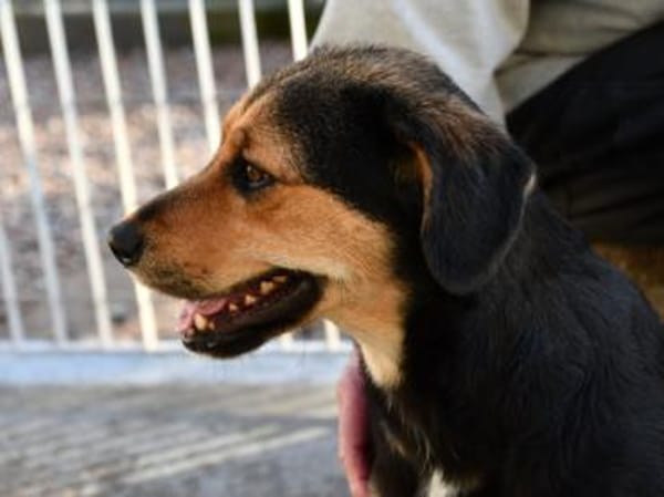 Darf Atena zu Ihrer Familie gehören?