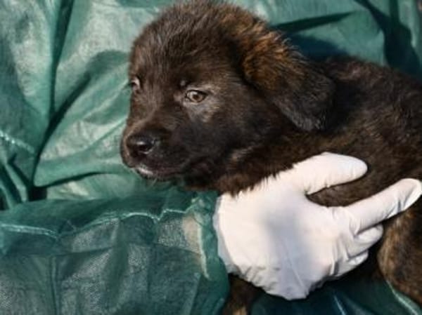 Pedro sucht liebe Menschen