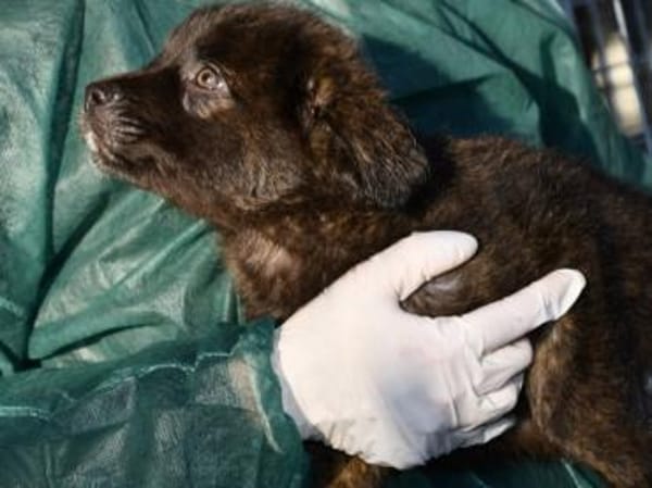 Pedro sucht liebe Menschen