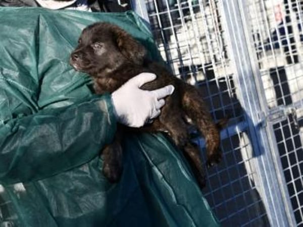 Pedro sucht liebe Menschen