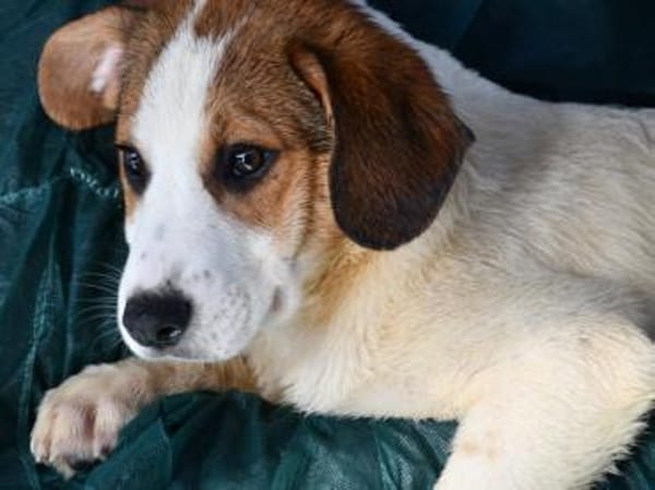 Raven sucht gutes Zuhause