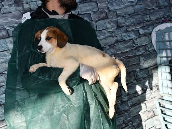 Raven sucht gutes Zuhause