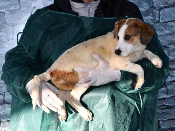 Raven sucht gutes Zuhause