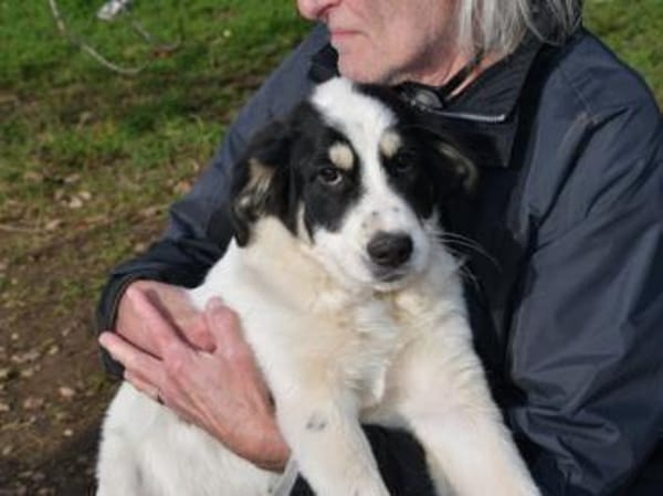 Aufgeschlossener Lele sucht Familie