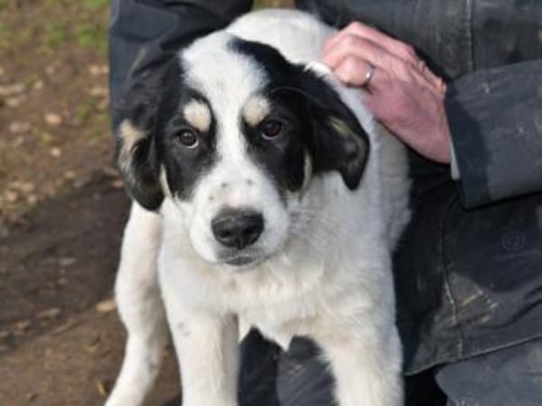 Aufgeschlossener Lele sucht Familie