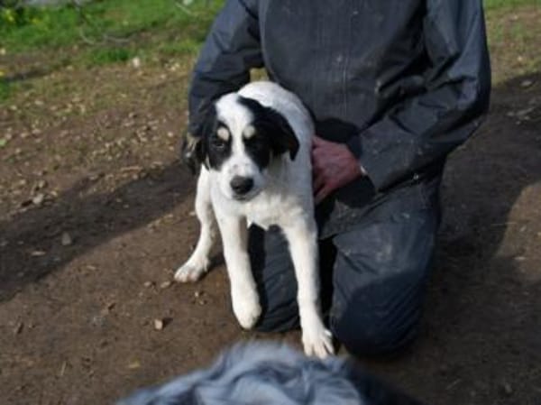 Aufgeschlossener Lele sucht Familie