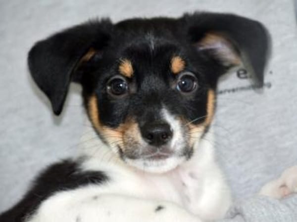 Sax möchte Canile verlassen