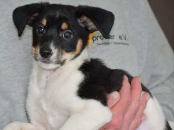 Sax möchte Canile verlassen