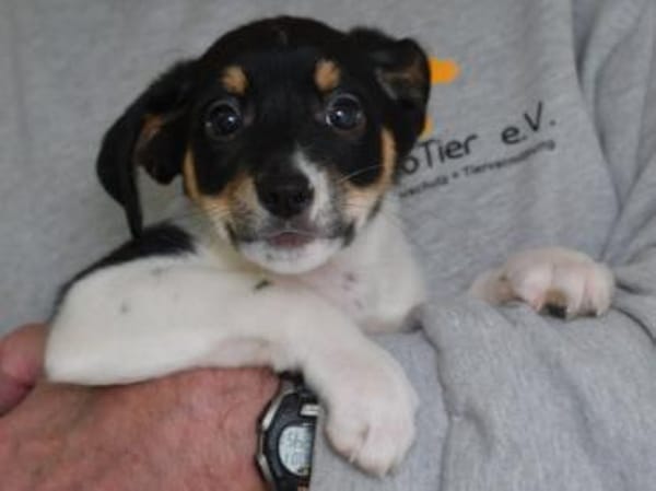 Sax möchte Canile verlassen