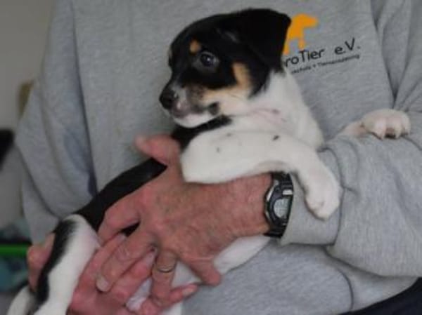 Sax möchte Canile verlassen