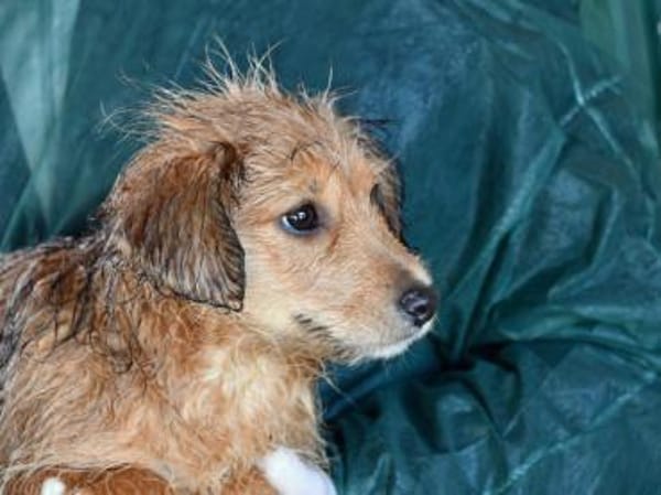 Möchten Sie Rajah adoptieren?