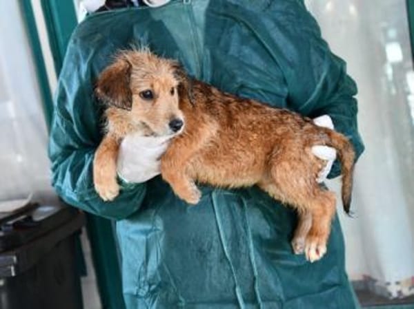 Möchten Sie Rajah adoptieren?