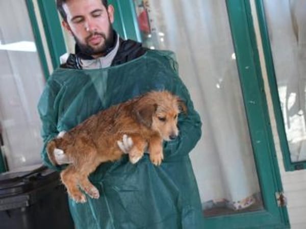 Möchten Sie Rajah adoptieren?