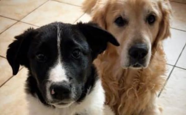 Peppi wartet auf sein eigenes Körbchen