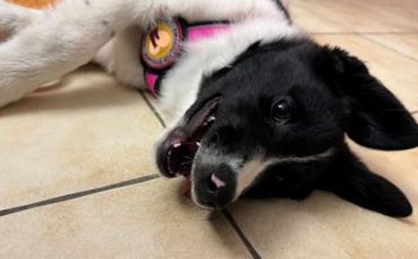 Peppi wartet auf sein eigenes Körbchen