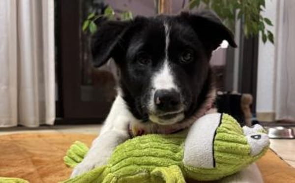 Peppi wartet auf sein eigenes Körbchen