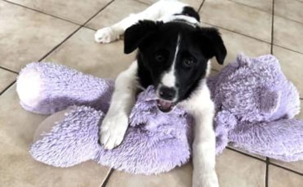 Peppi wartet auf sein eigenes Körbchen