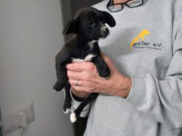 Gibt es liebe Menschen für Penko?