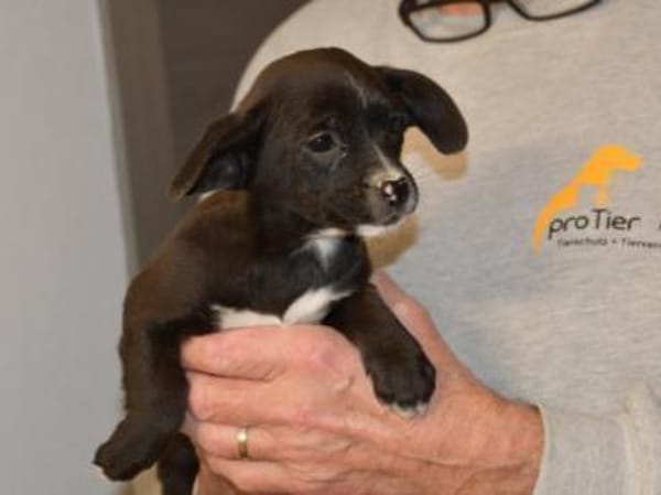 Gibt es liebe Menschen für Penko?