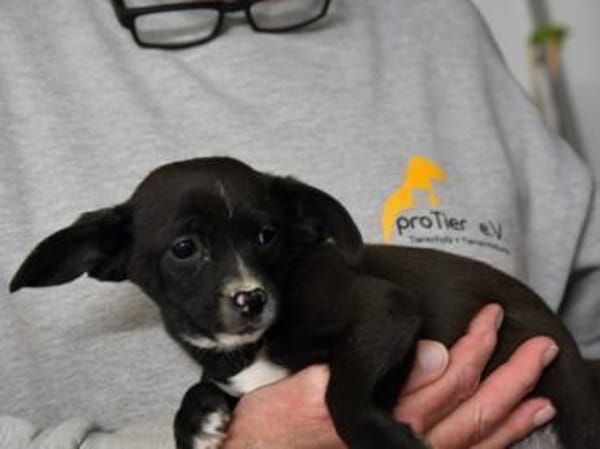 Gibt es liebe Menschen für Penko?