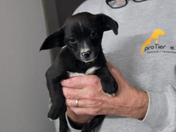 Gibt es liebe Menschen für Penko?