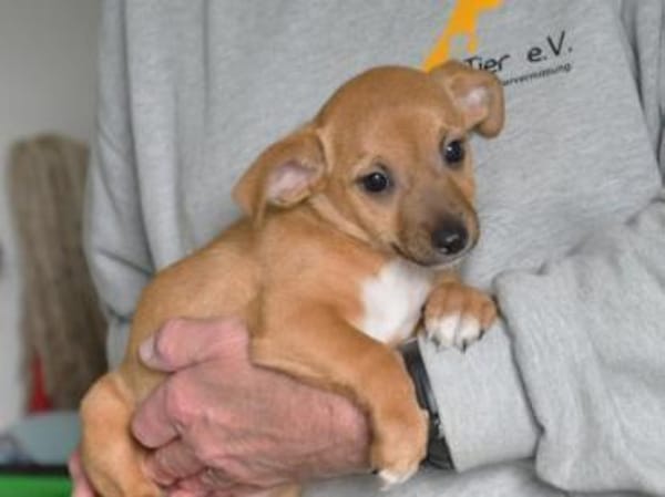 Nehmen Sie Shelli bei sich auf?