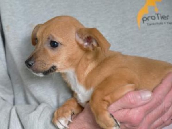 Nehmen Sie Shelli bei sich auf?