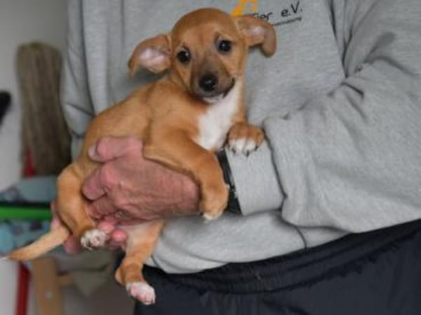 Nehmen Sie Shelli bei sich auf?