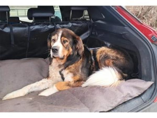 Stropp - wartet in 71729 Erdmannshausen