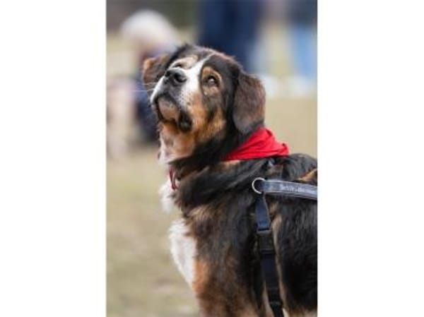 Stropp - wartet in 71729 Erdmannshausen