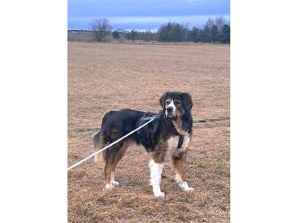 Stropp - wartet in 71729 Erdmannshausen