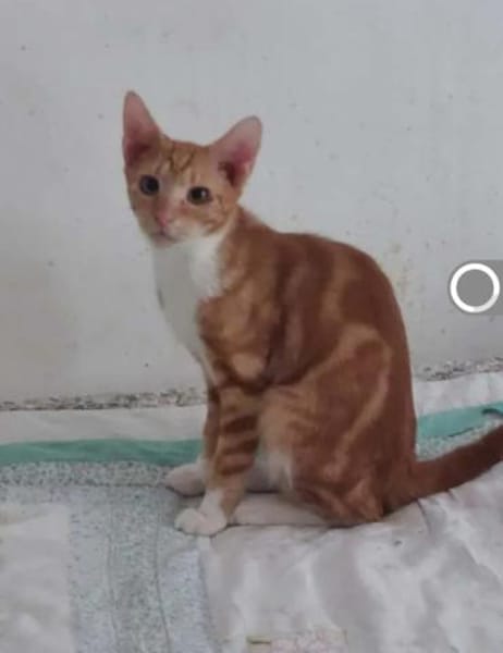 Borat & Johnny Dreamteam sucht Familie