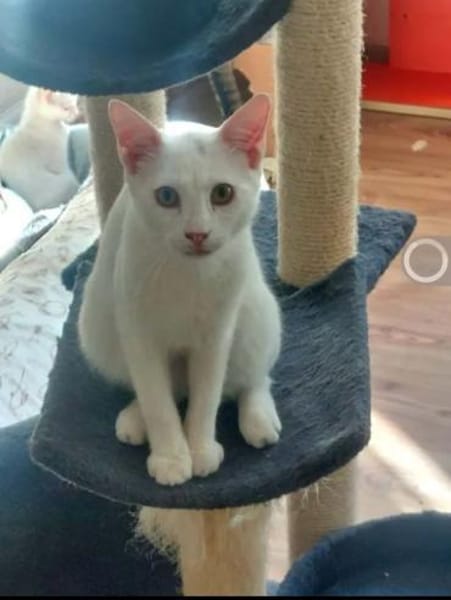 Borat & Johnny Dreamteam sucht Familie