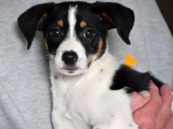 Wer gibt Sherman eine Chance?