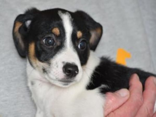 Wer gibt Sherman eine Chance?