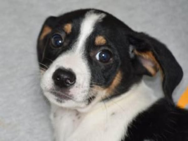 Wer gibt Sherman eine Chance?