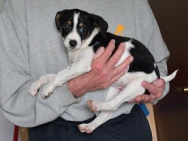 Wer gibt Sherman eine Chance?